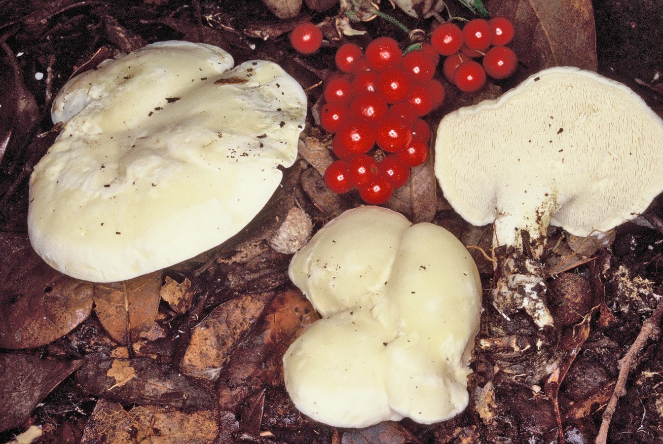 Hydnum albidum1