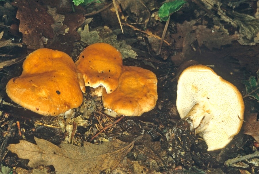 Hydnum rufescens1