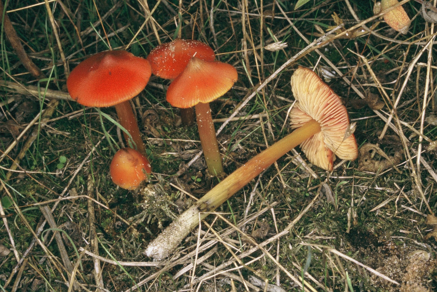 Hygrocybe conicoides