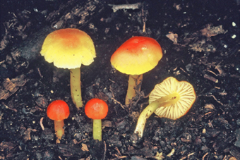 Hygrocybe miniata