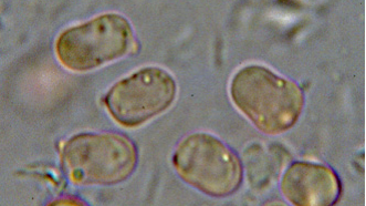 Hygrocybe_miniata_2