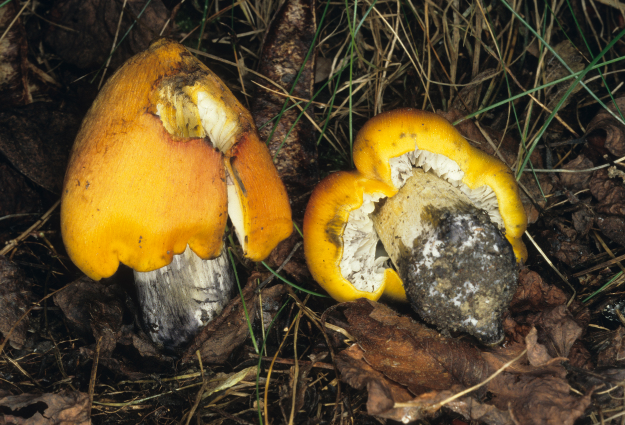 Hygrocybe nigrescens