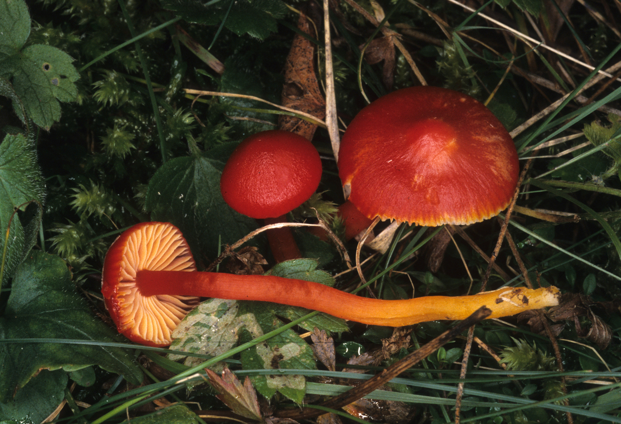 Hygrocybe splendidissima