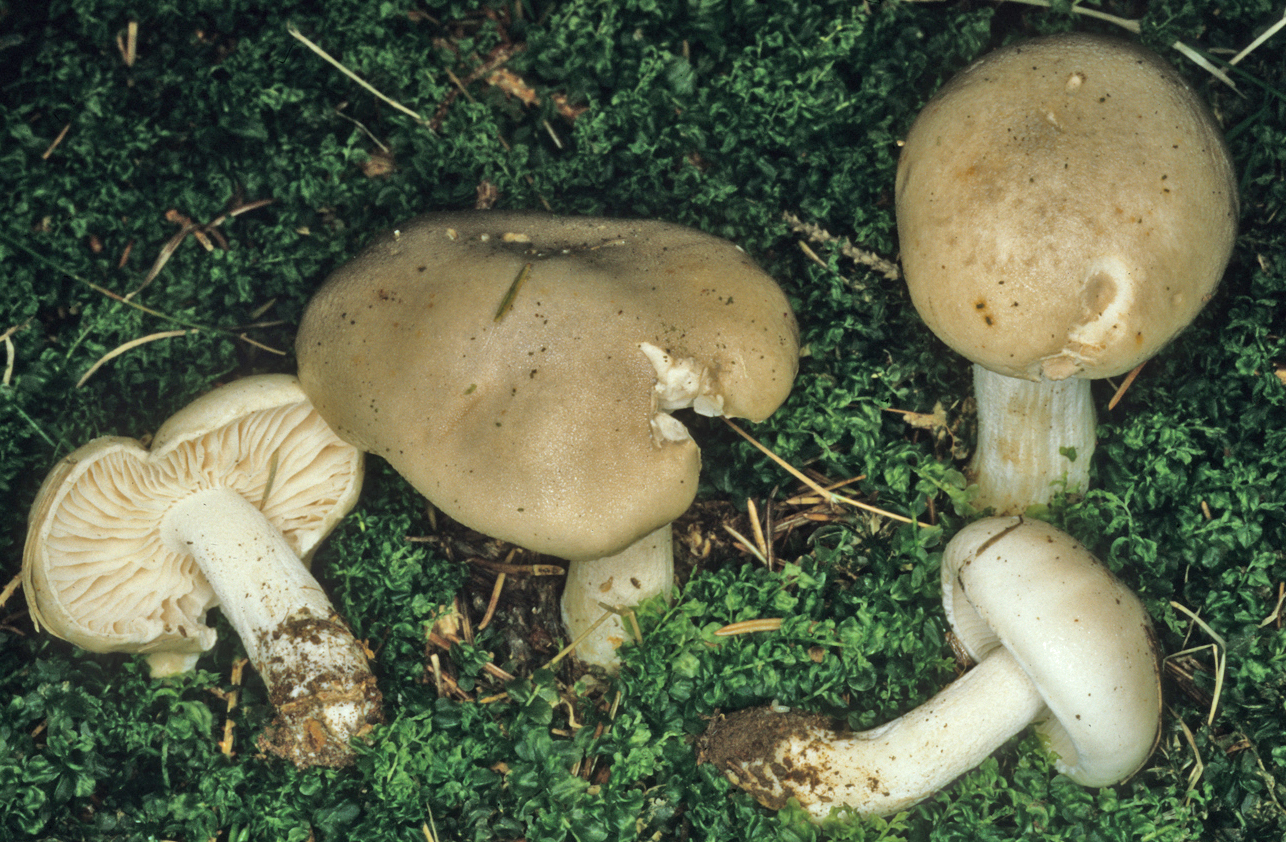 Hygrophorus agathosmus