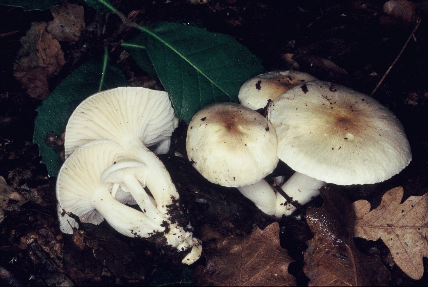 Hygrophorus arbustivus1