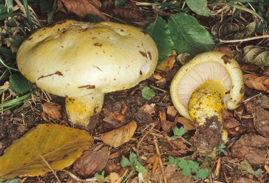 Hygrophorus chrysodon1