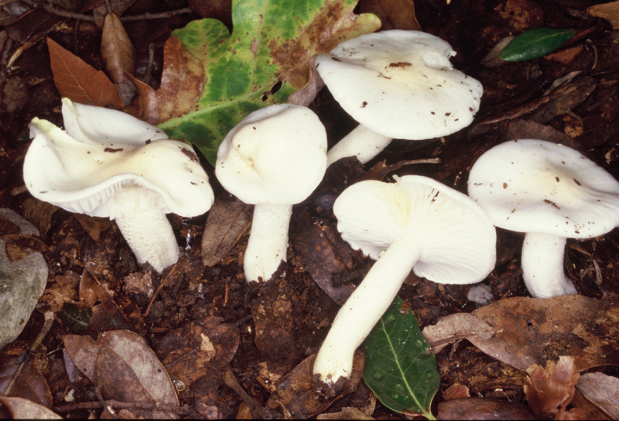 Hygrophorus eburneus var quercetorum