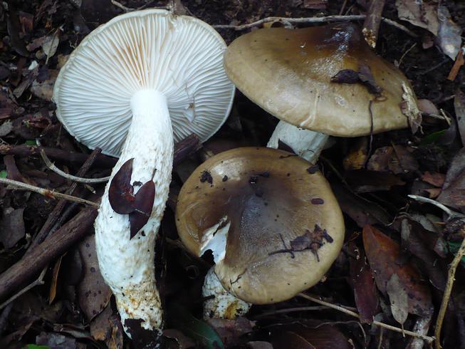 Hygrophorus_latitabundus