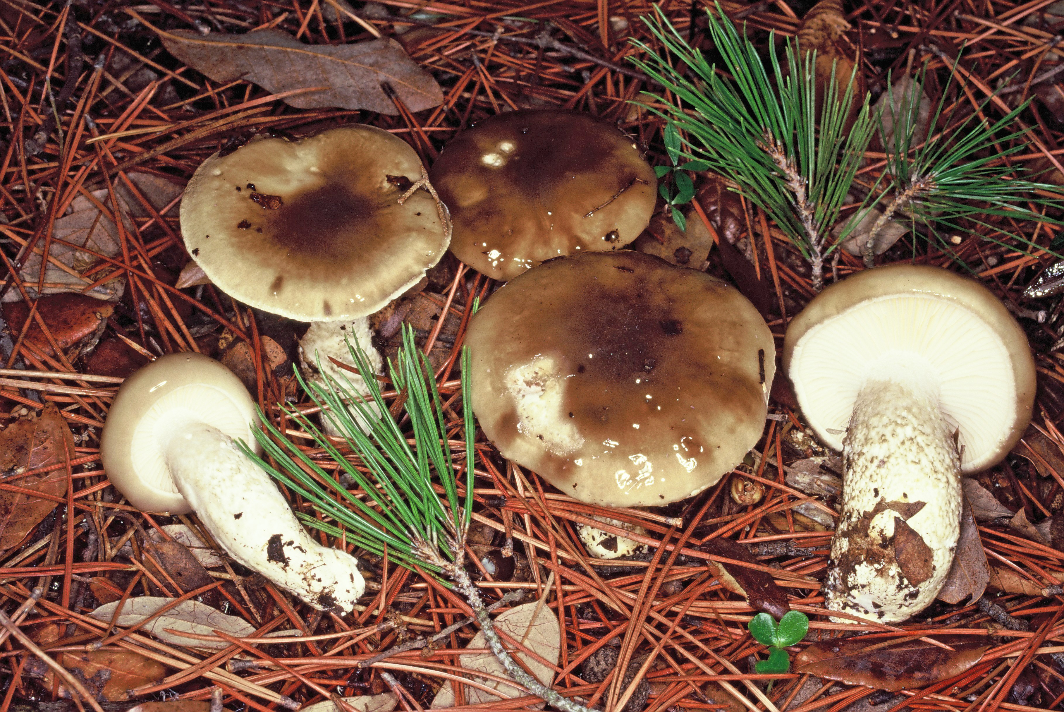 Hygrophorus latitabundus1
