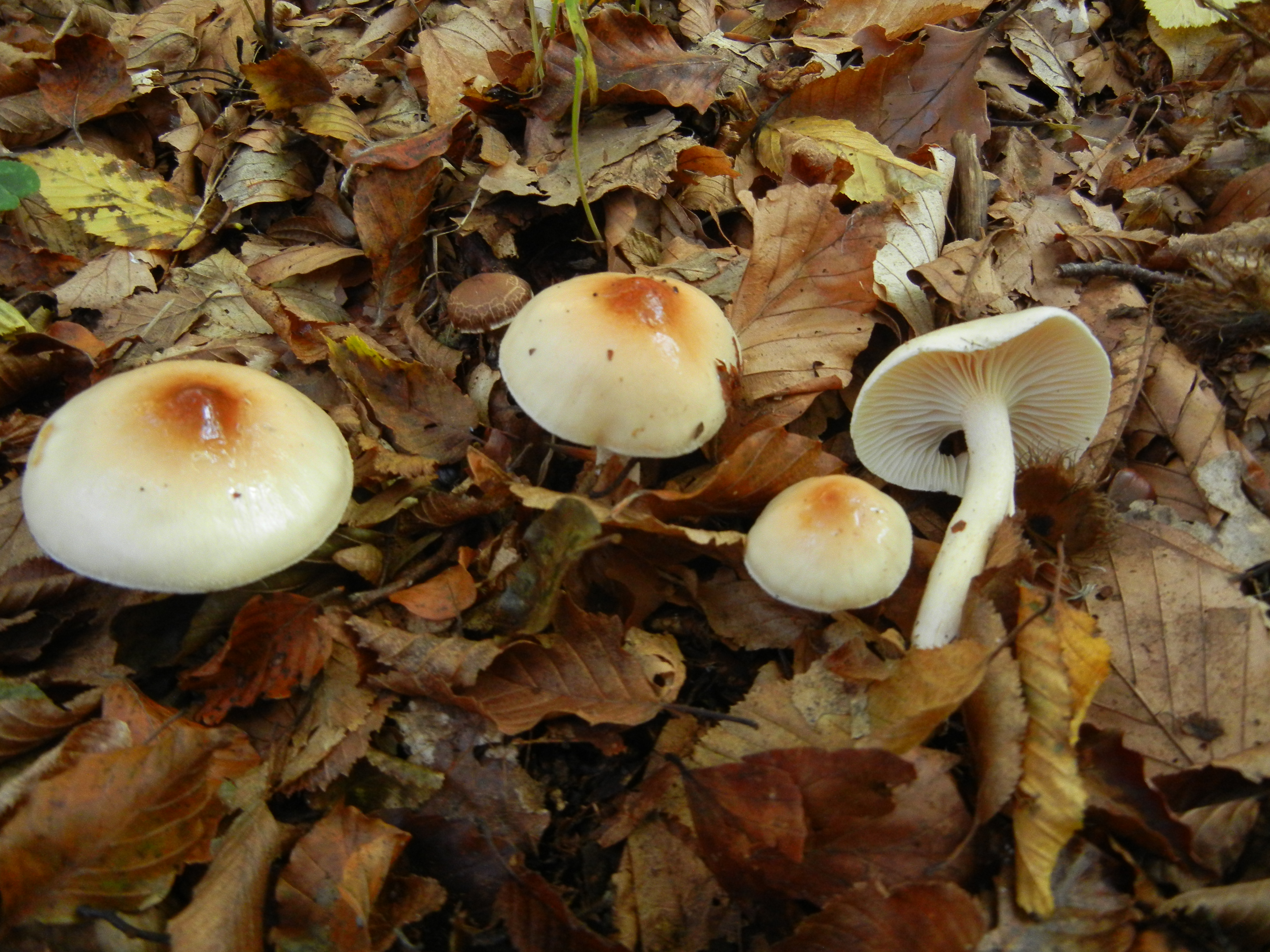 Hygrophorus lindtneri