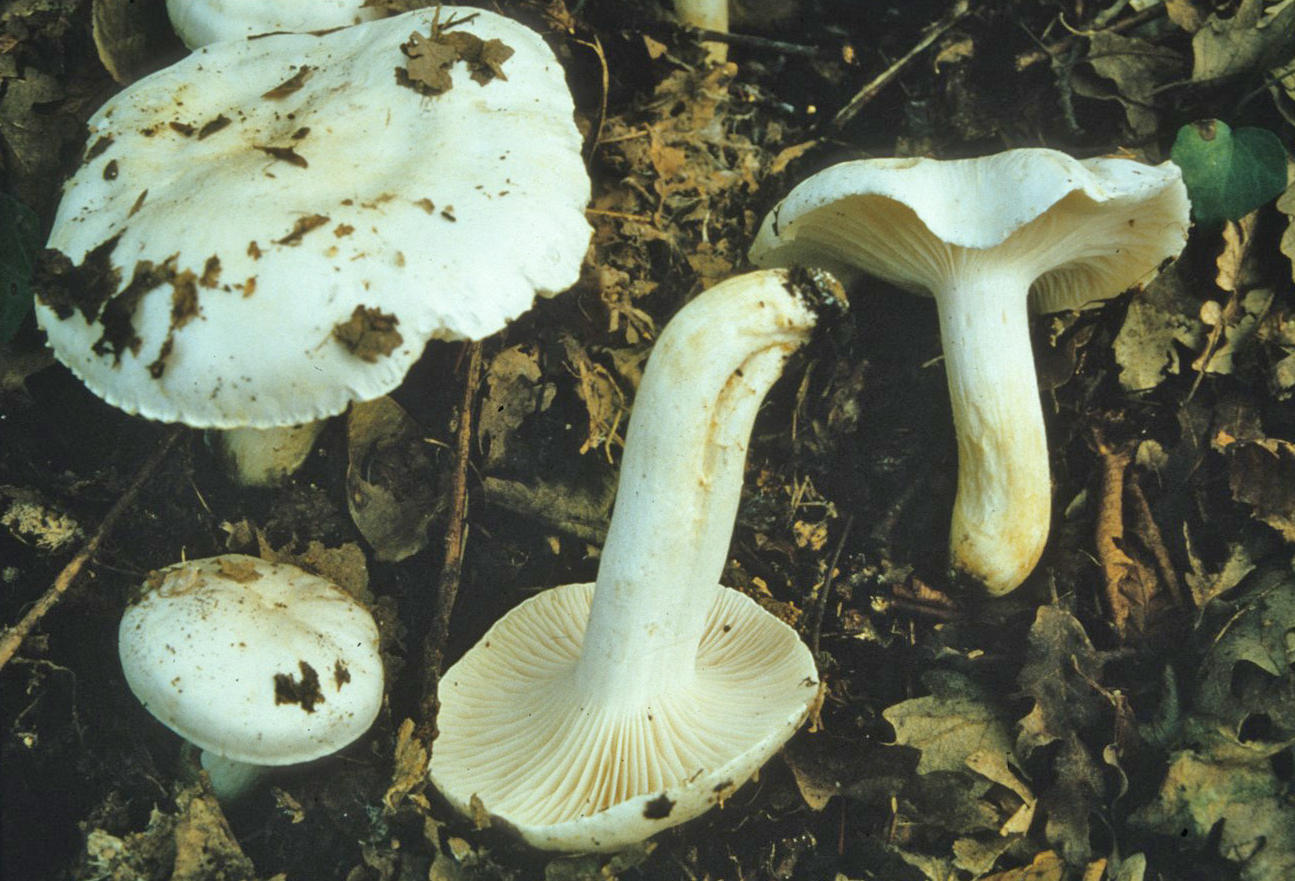 Hygrophorus penarius