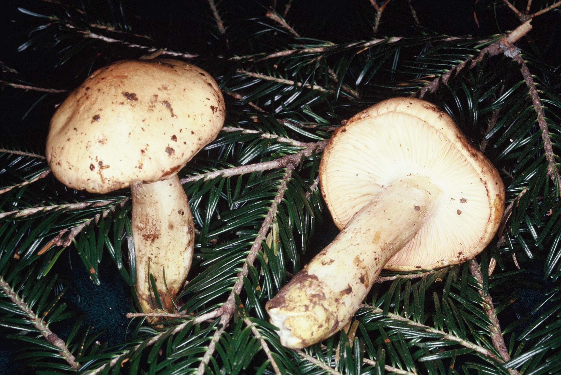 Hygrophorus pudorinus
