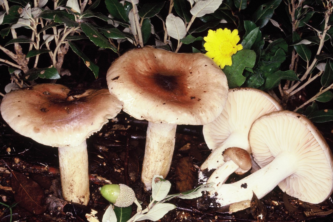 Hygrophorus roseodiscoideus