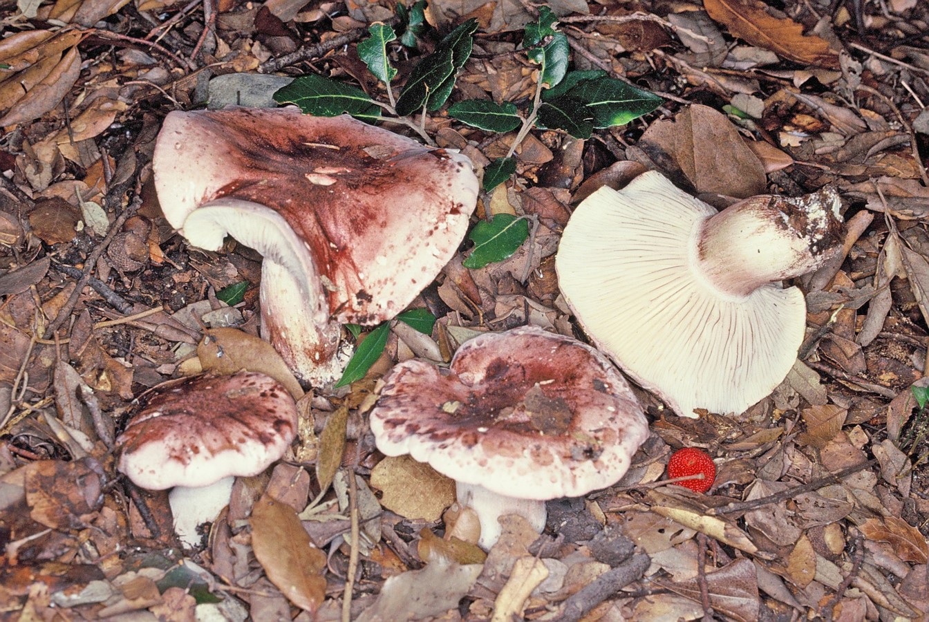 Hygrophorus russula1
