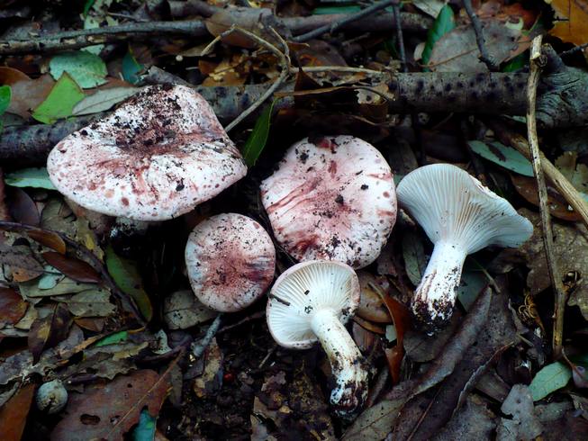 Hygrophorus_russula_Conero