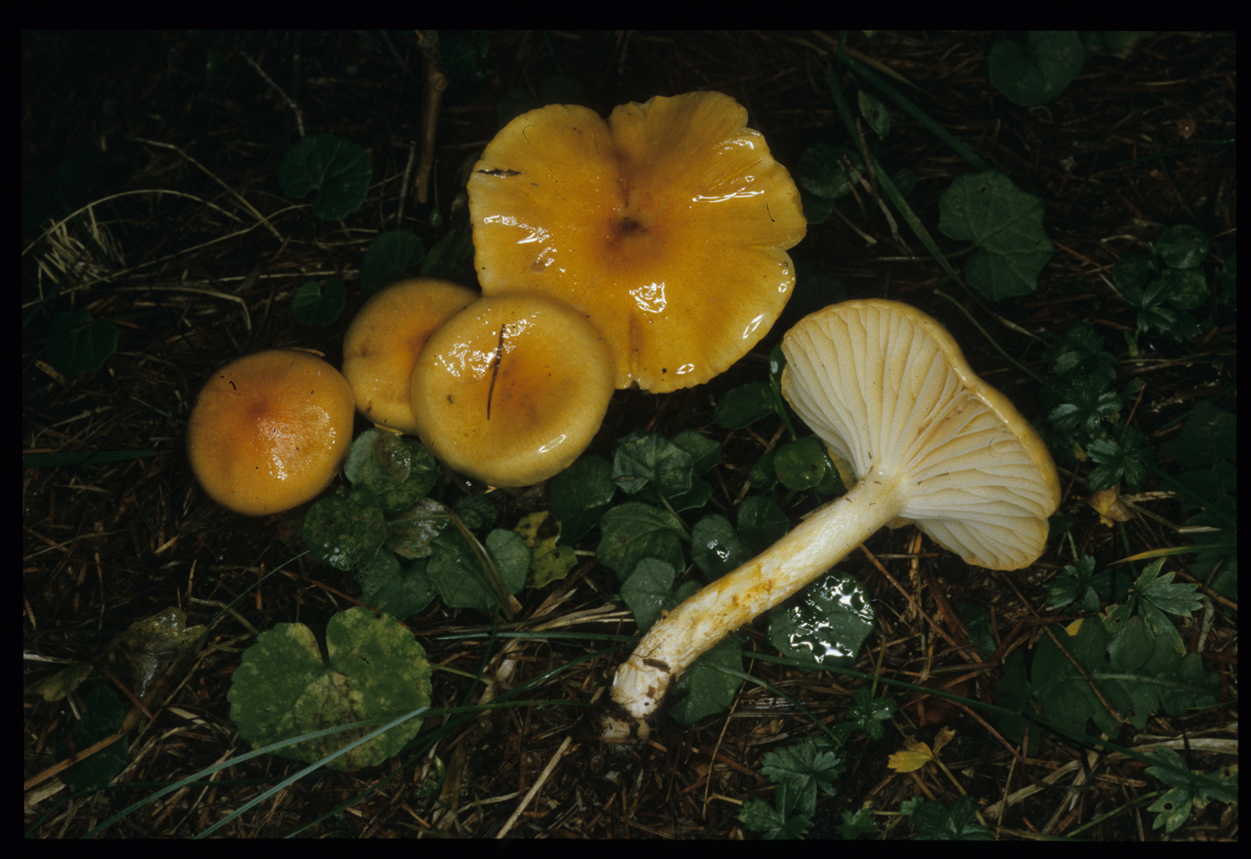 Hygrophorus speciosus