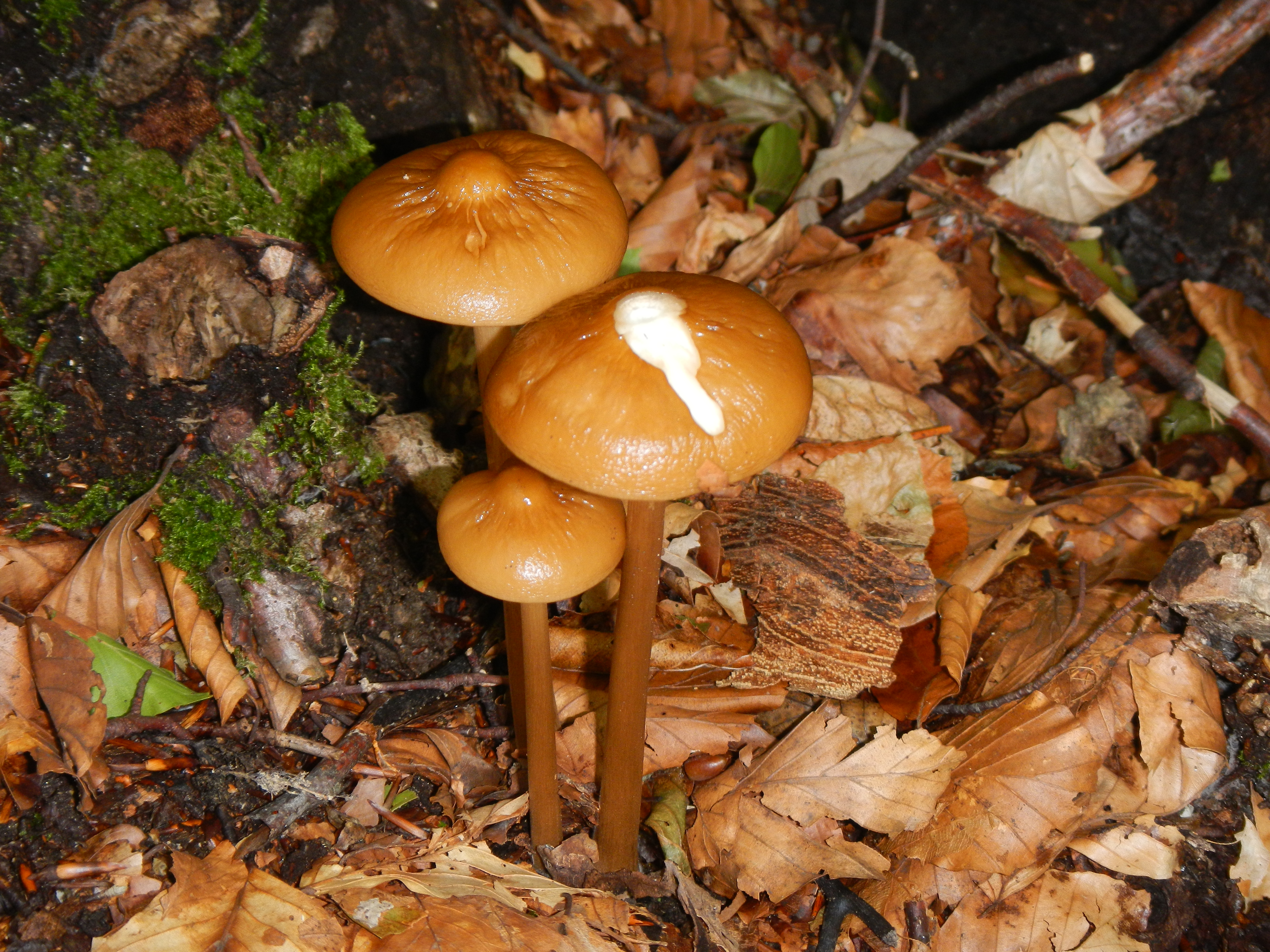 Hymenopellis radicata Relhan R.H.Petersen