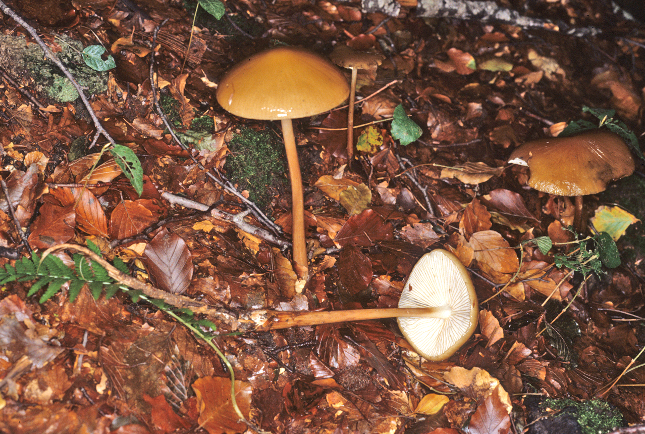 Hymenopellis radicata