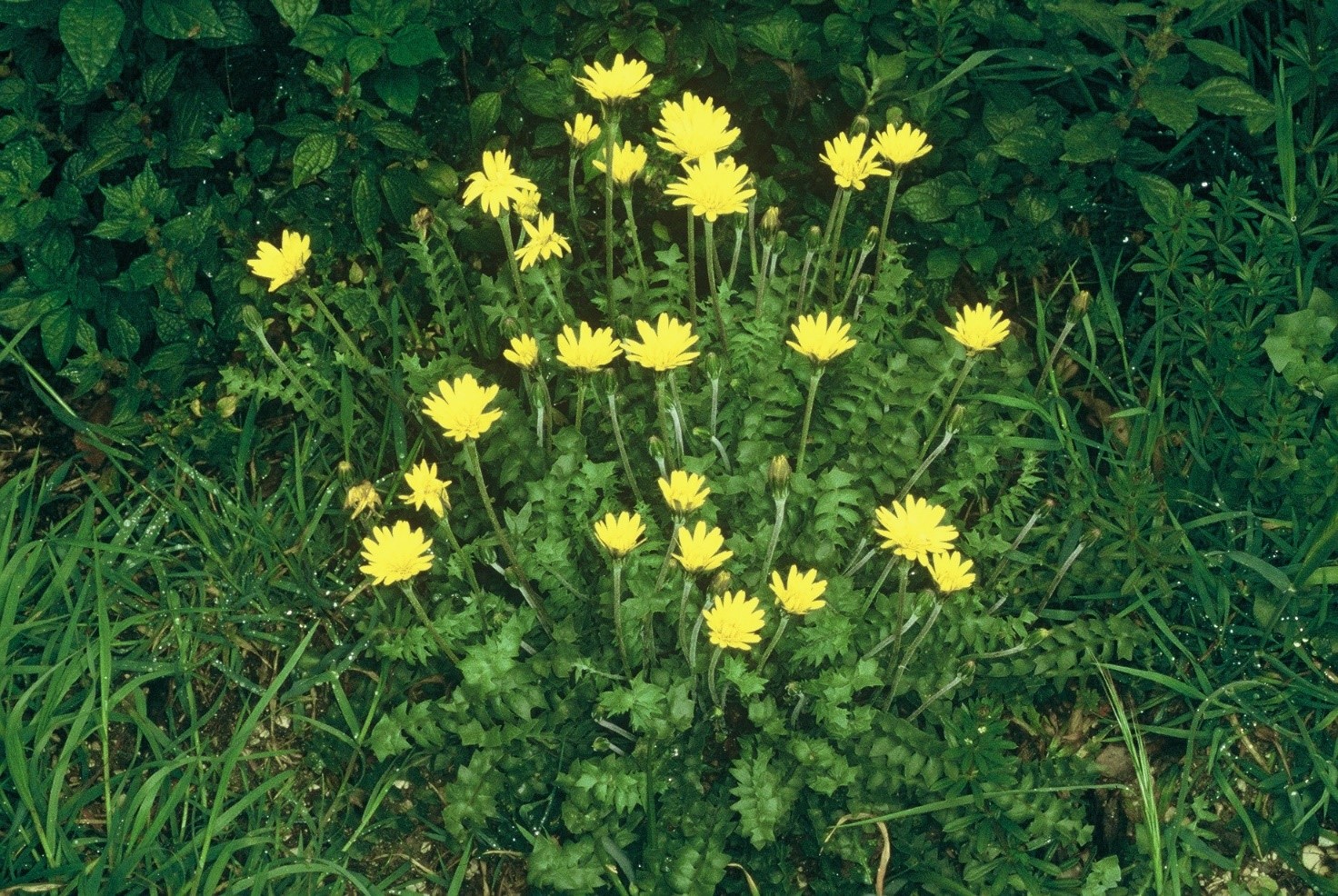 Hyoseris radiata