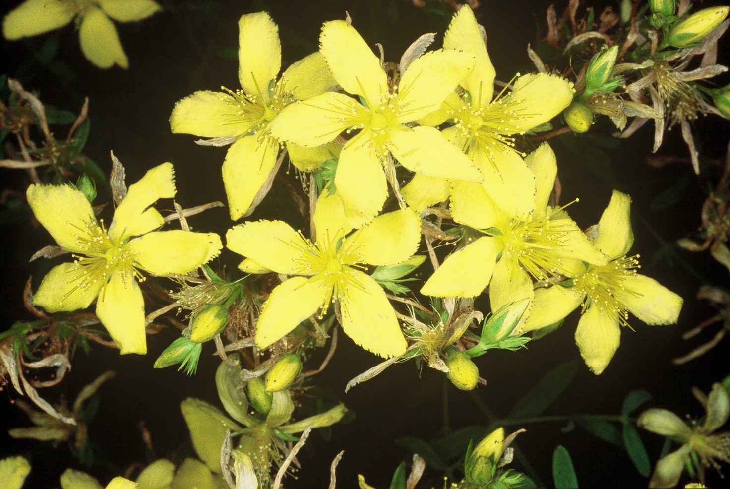 Hypericum perforatum fiori