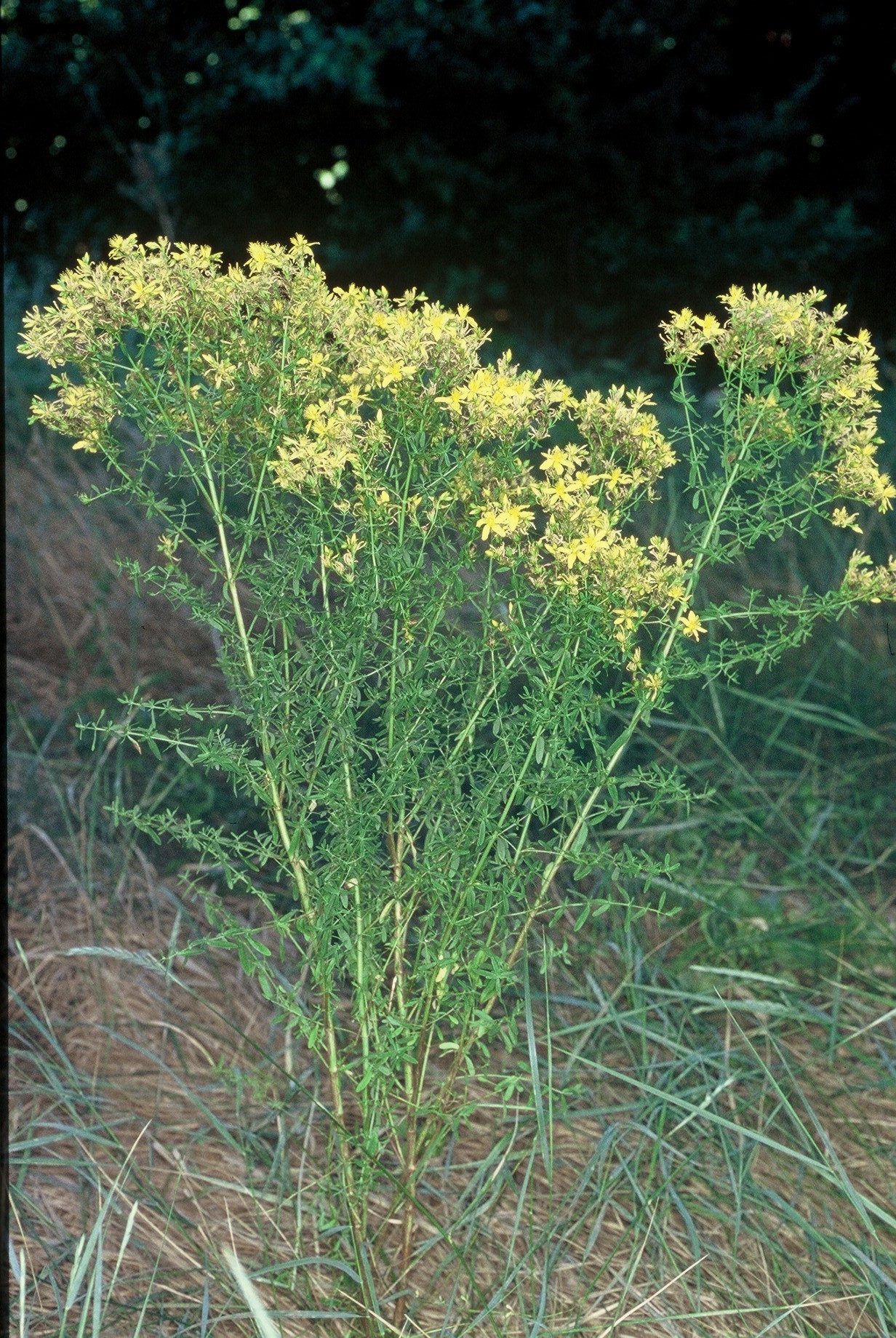 Hypericum perforatum