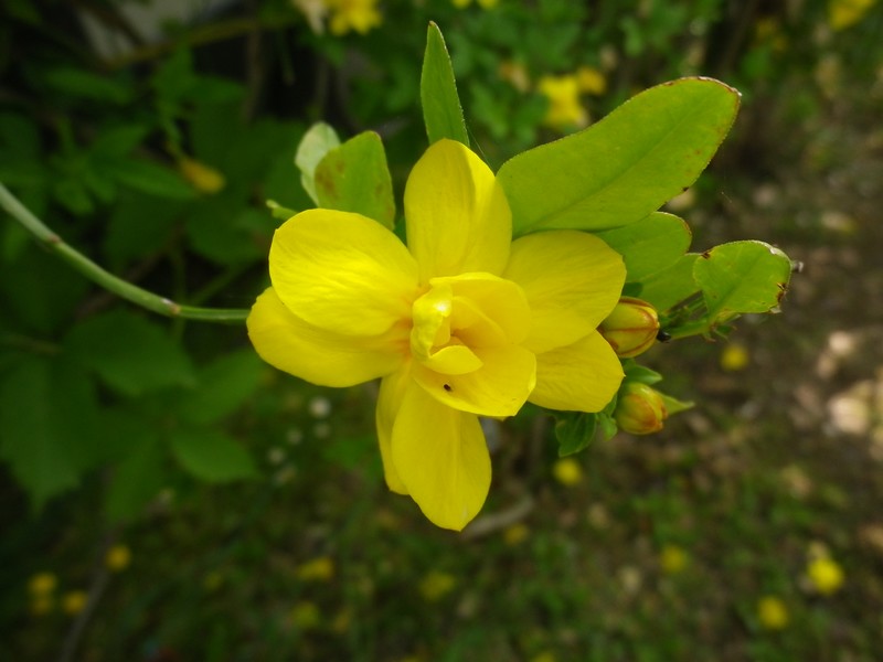 Hypericumperforatum
