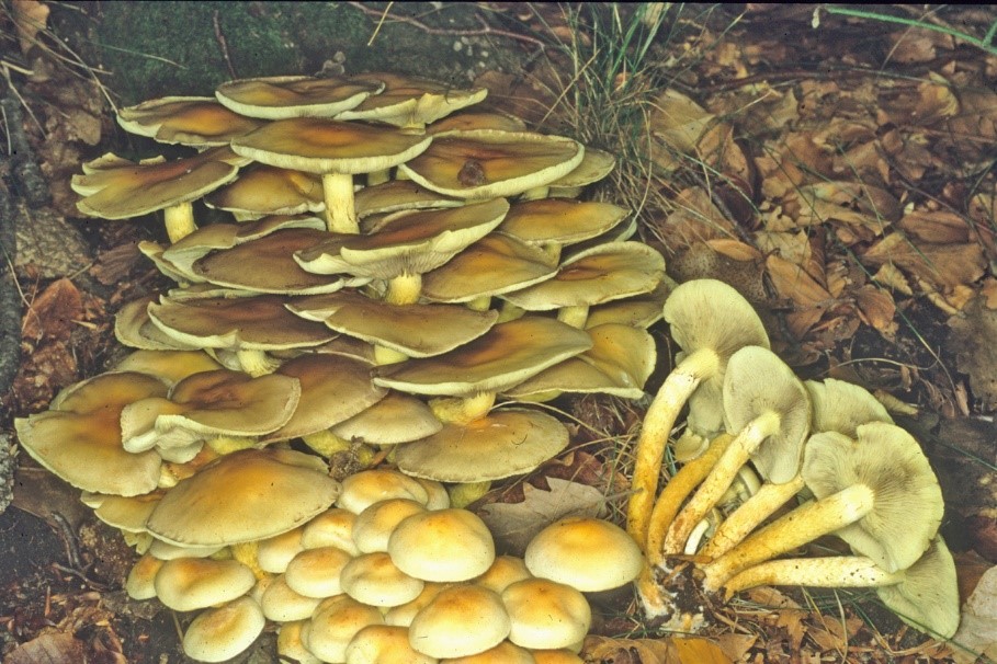 Hypholoma fasciculare2