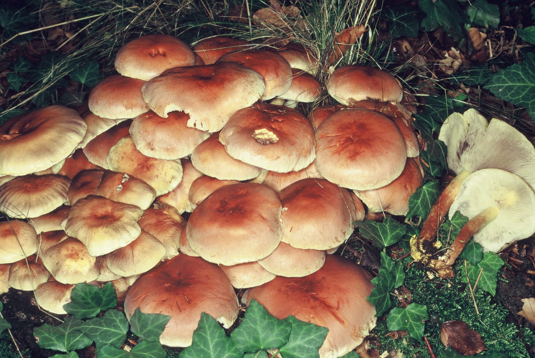Hypholoma lateritium