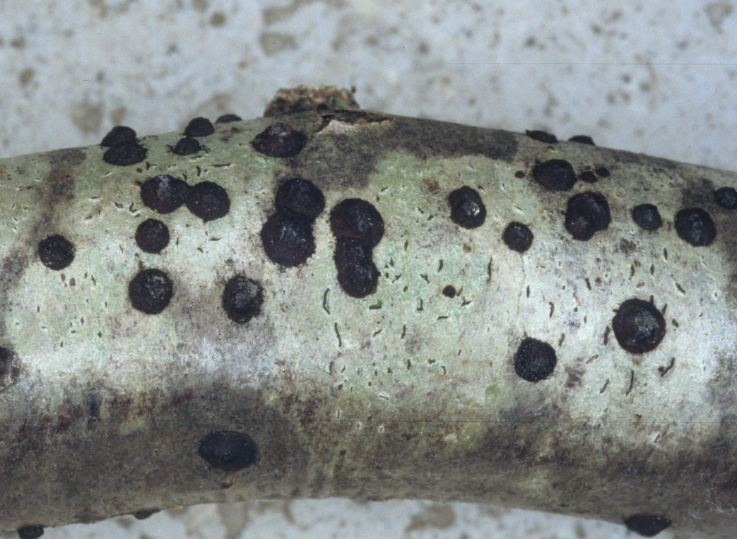 Hypoxylon fuscum
