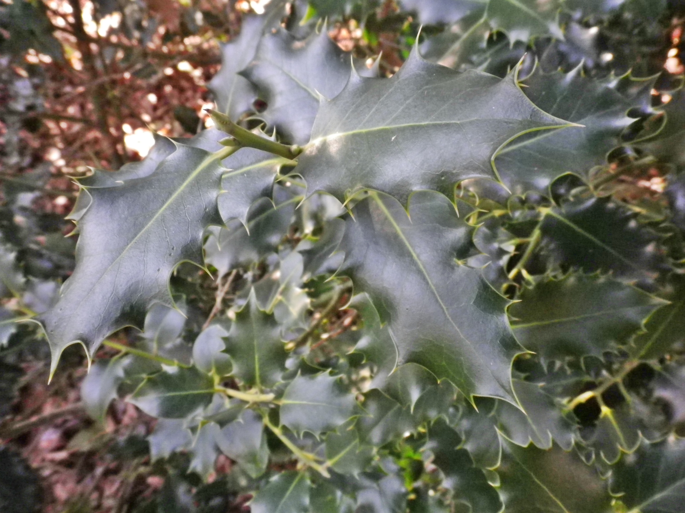 IlexaquifoliumAgrifoglio