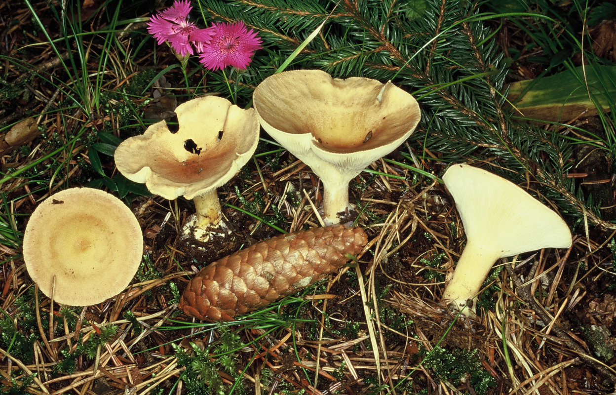 Infundibulicybe gibba