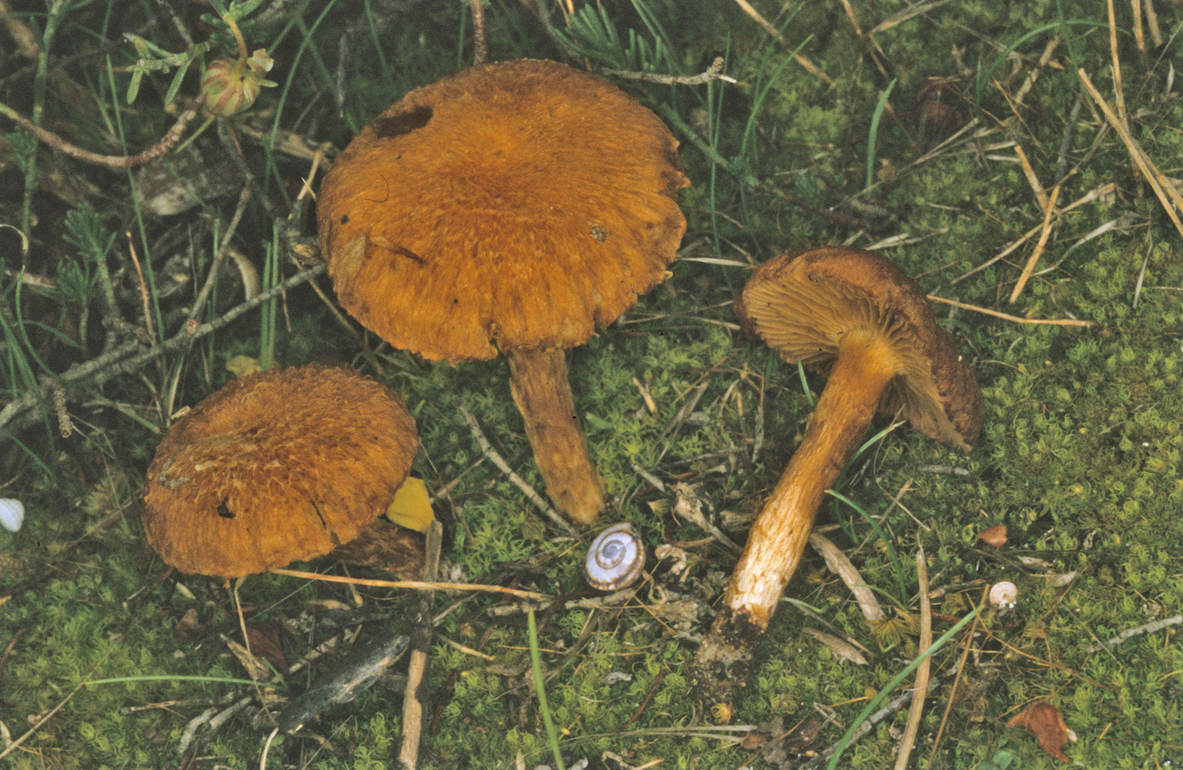Inocybe dulcamara