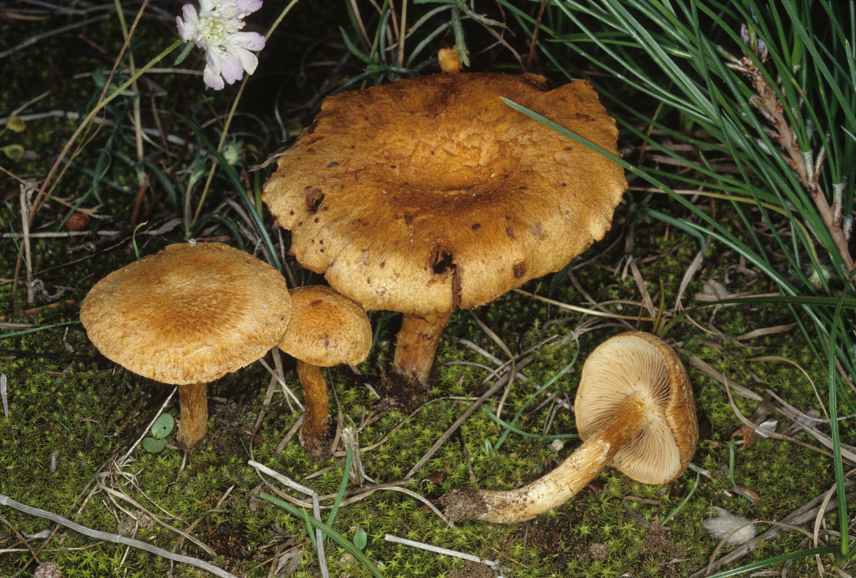 Inocybe dulcamara var omomorpha