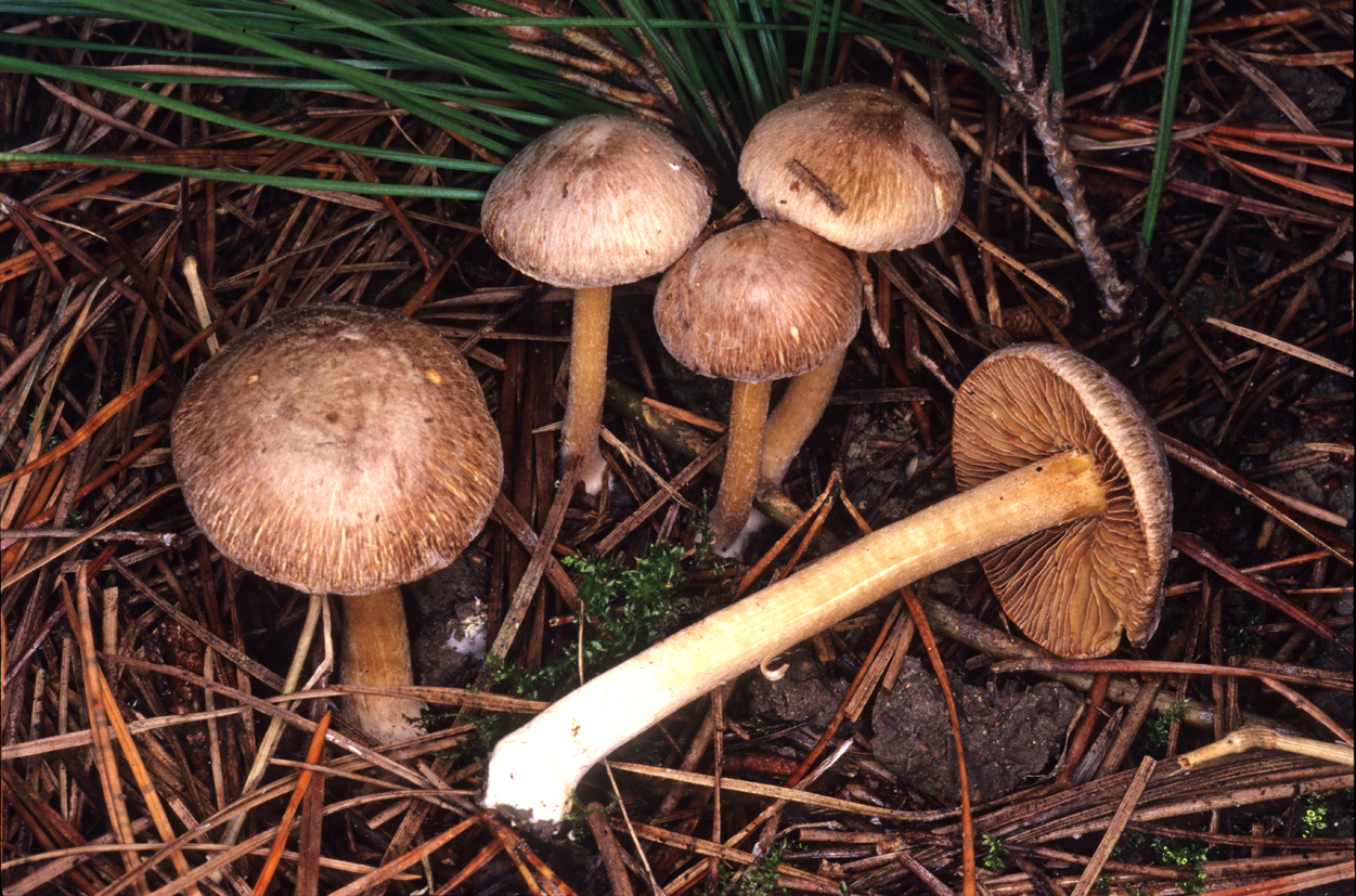 Inocybe flocculosa