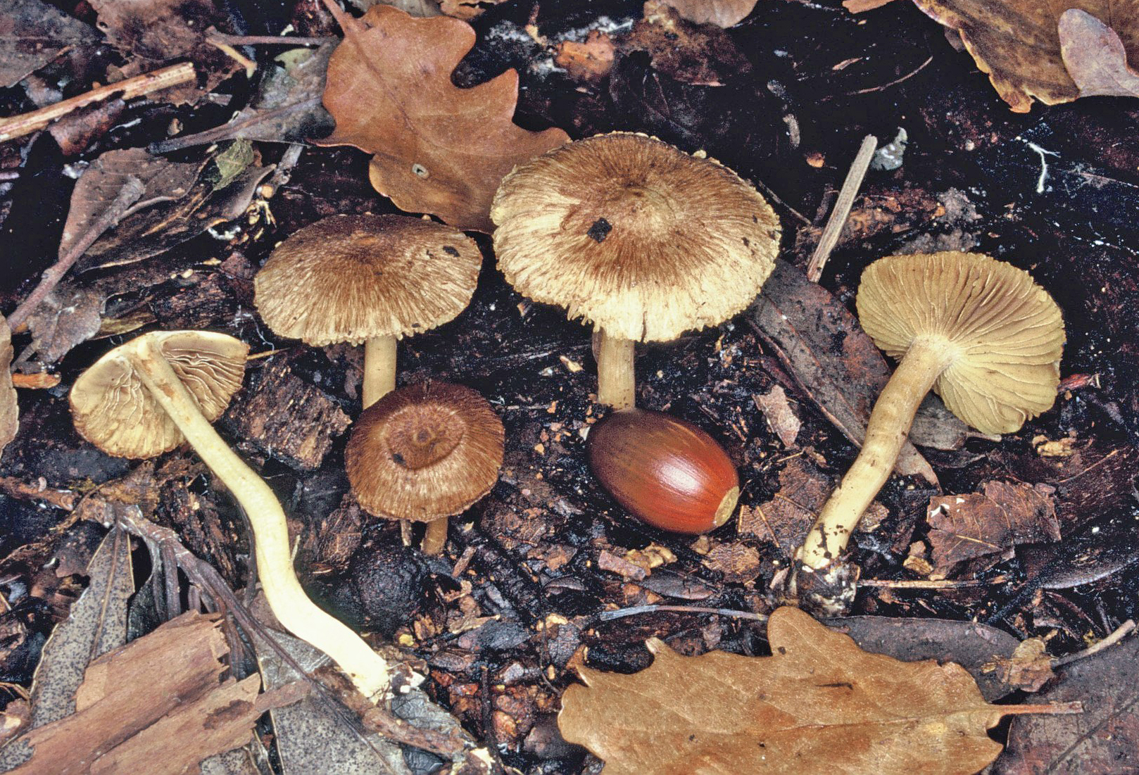 Inocybe fuscidula 1