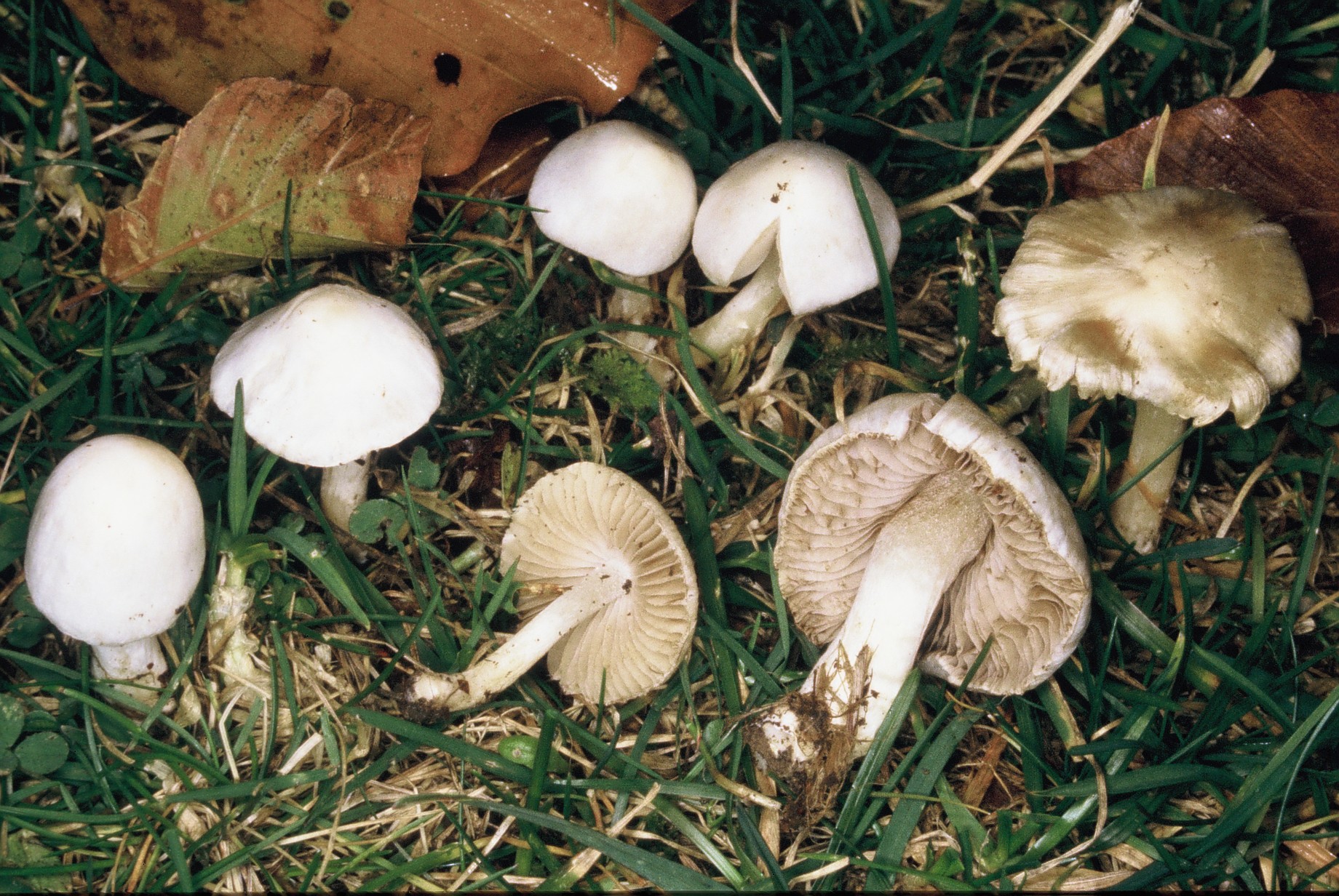 Inocybe geophylla1