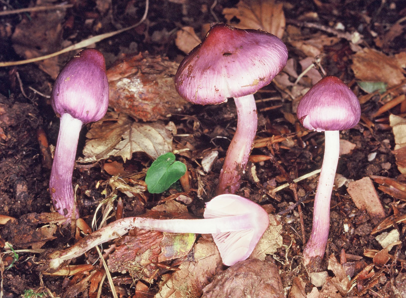 Inocybe geophylla var lilacina