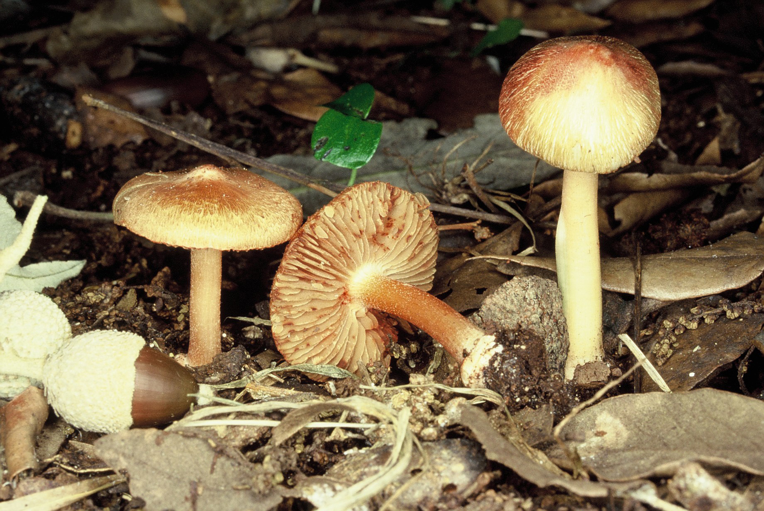 Inocybe godeyi 2