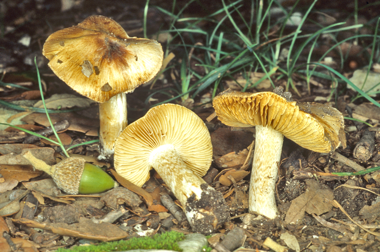 Inocybe laeta