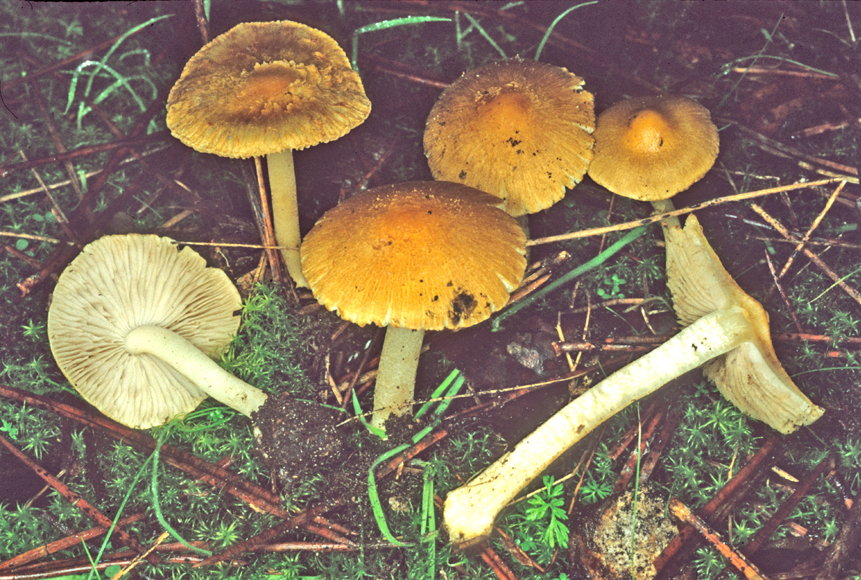 Inocybe mixtilis 2