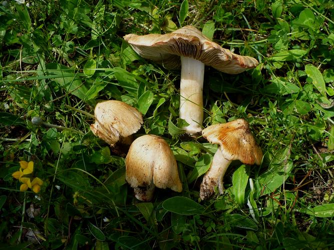Inocybe_patouillardii