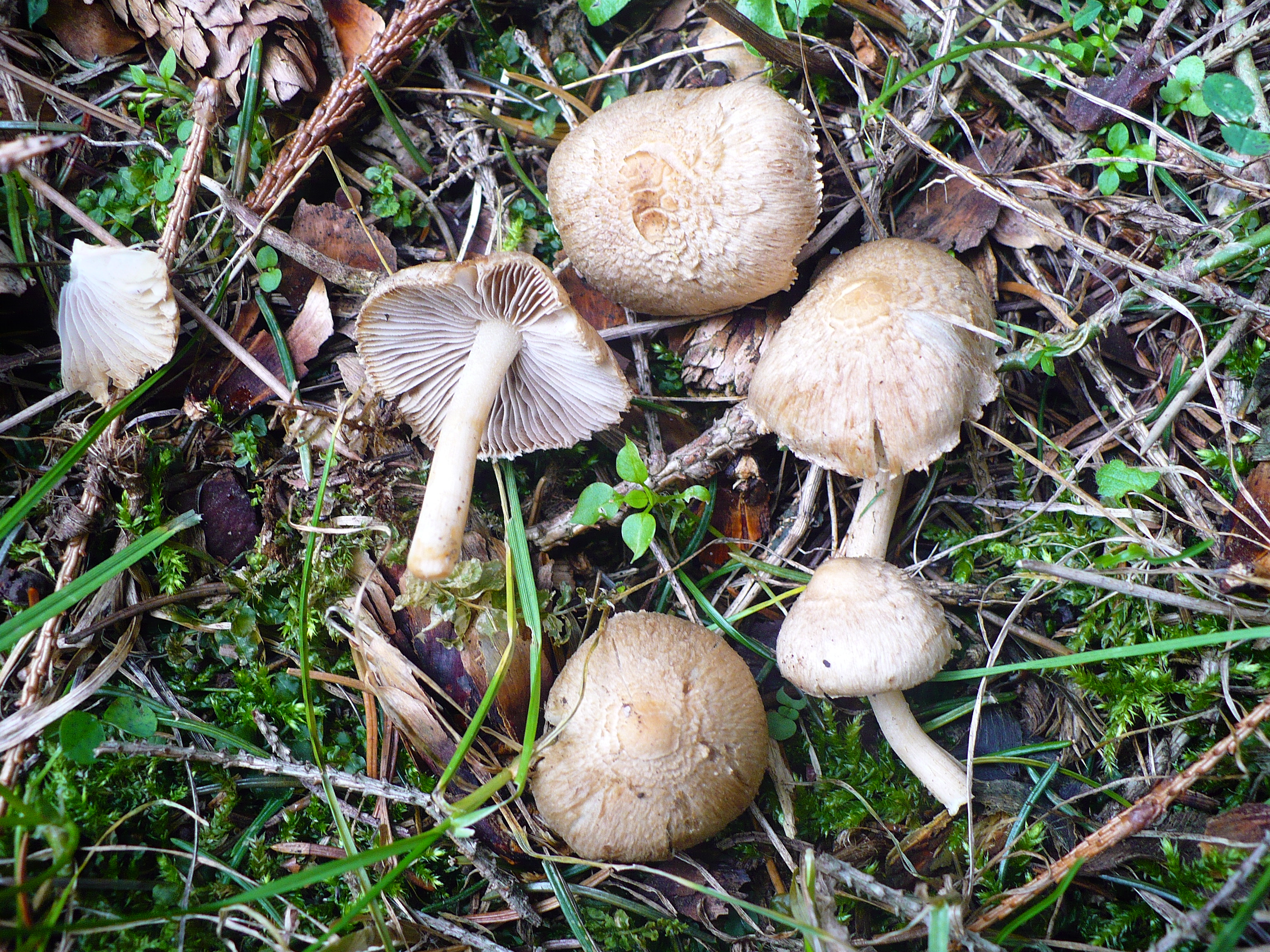 Inocybe pisciodora