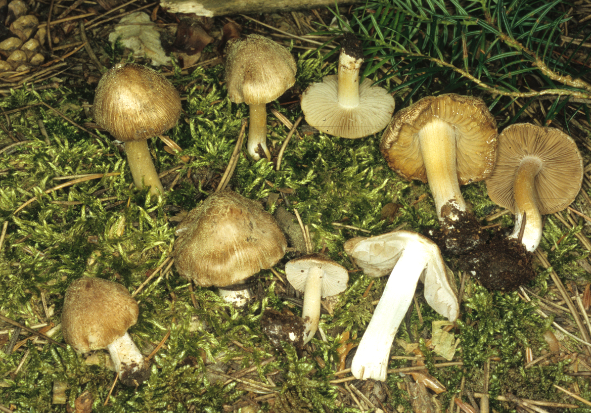 Inocybe queletii