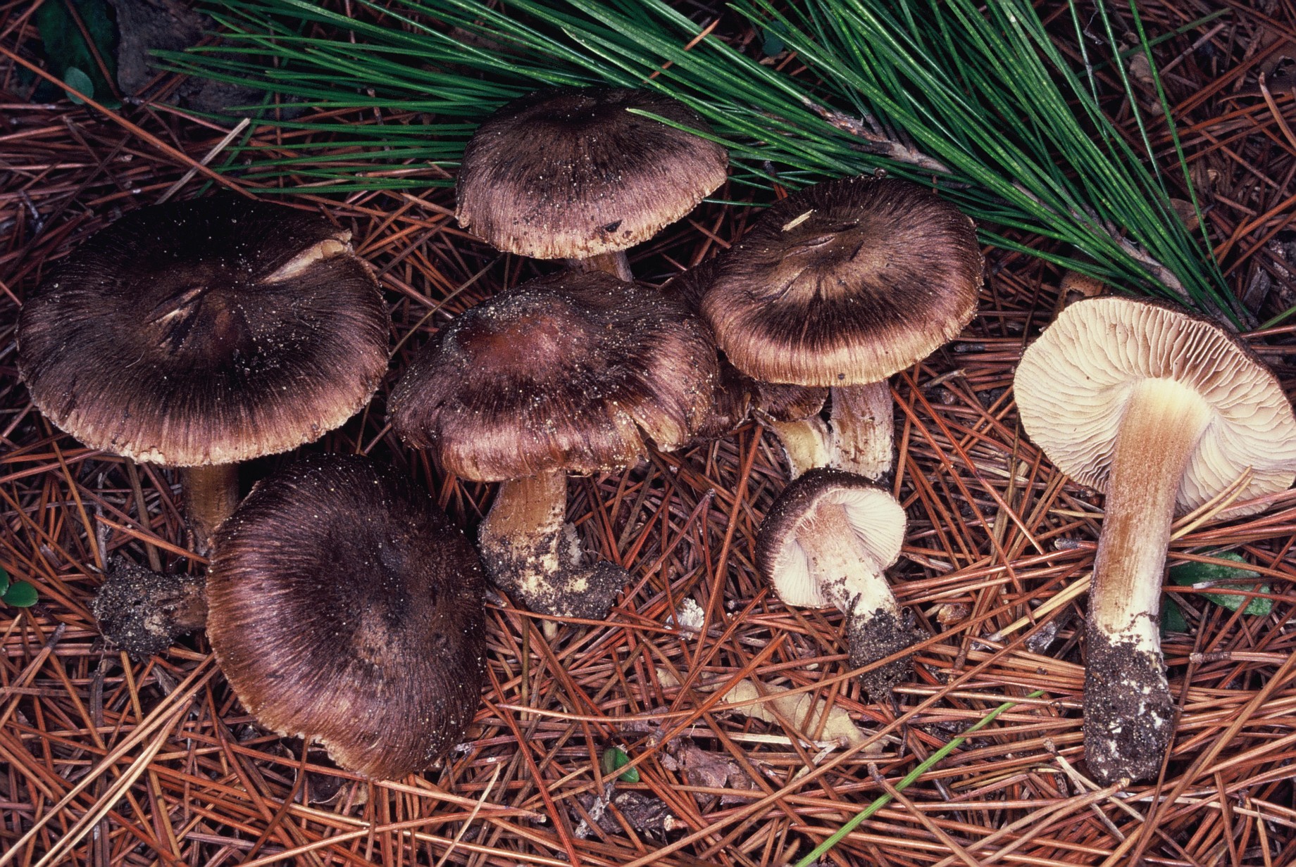 Inocybe splendens var splendens