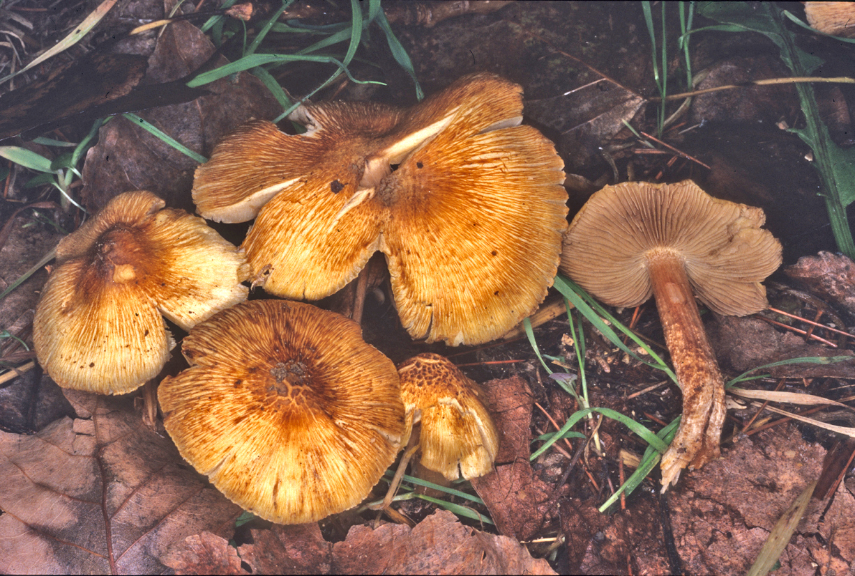 Inocybe squamata