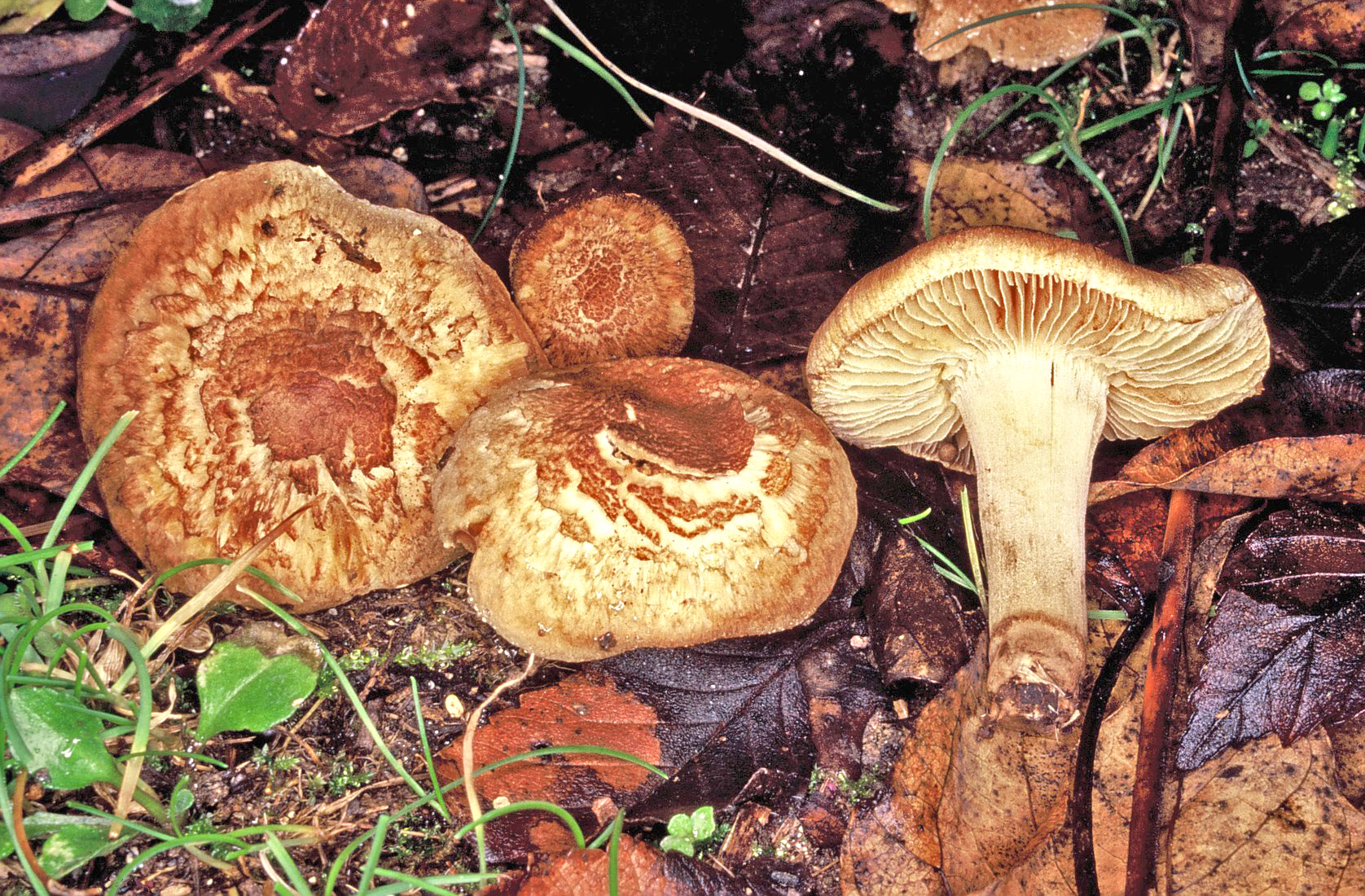 Inocybe tenebrosa