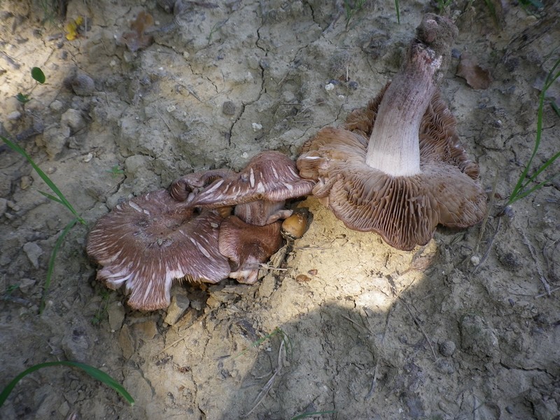 Inocybejurana
