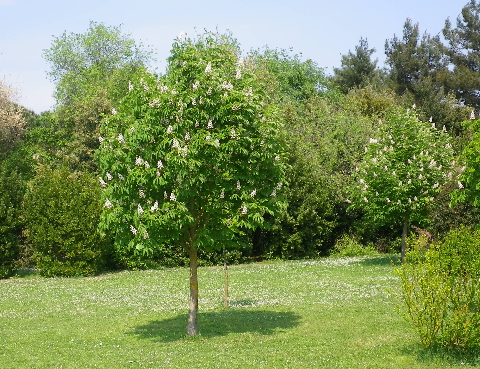 Ippocastano