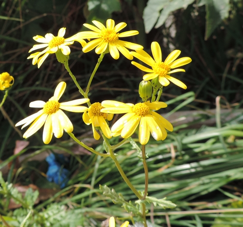 Jacobaea vulgaris
