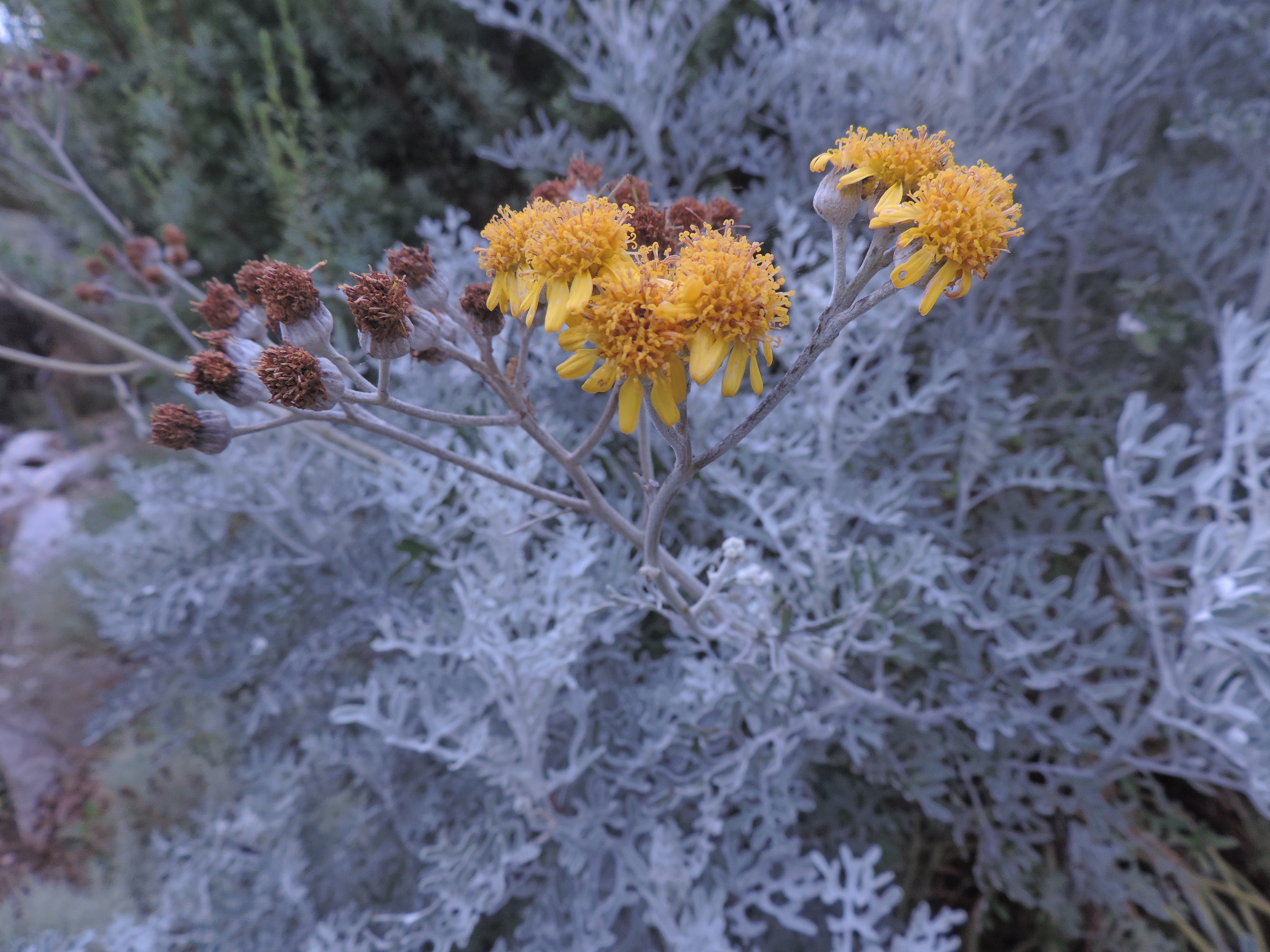Jacobaeamaritima2Cineraria